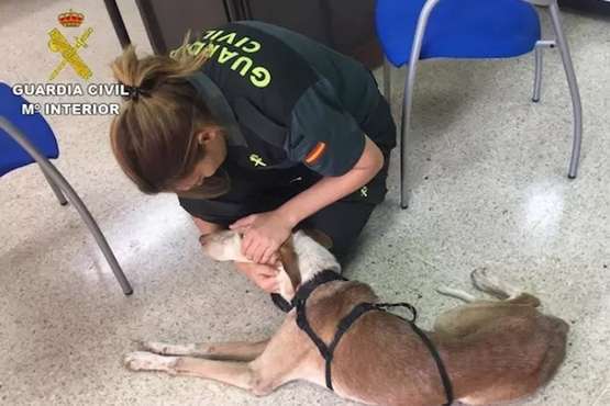 Agente de la Guardia Civil junto a uno de los perros (Foto GC)